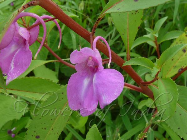 impatiens-balsamina-garden-balsam